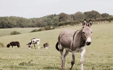 Impacts of climate change on animals will be multi-faceted: Study