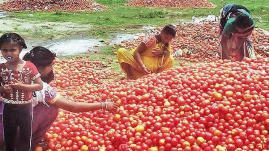 Tomato dreams squashed, crop dumped as price drops to Rs 3/kg