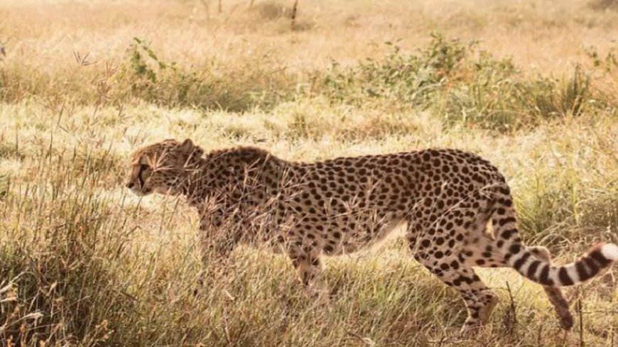 India's reintroduction project on course despite challenges, says Cheetah Conservation Fund