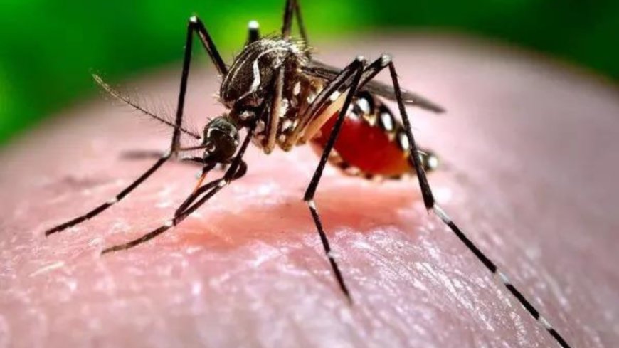 Bangladesh dengue outbreak: Death toll crosses 1000