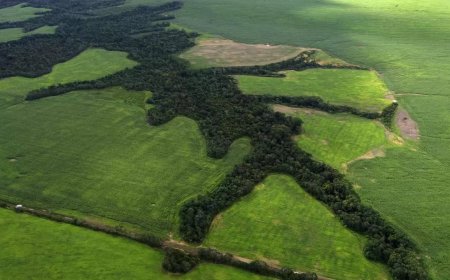 Poverty is killing the Amazon rainforest. Treating soil and farmers better can help save what's left