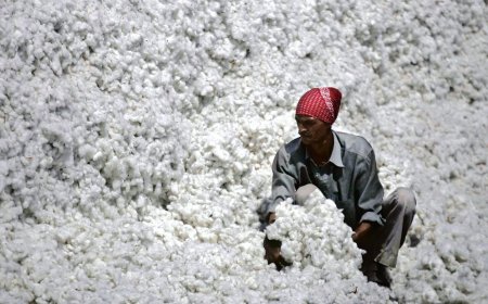 Cotton pilot scheme a hit, govt to extend it by a year