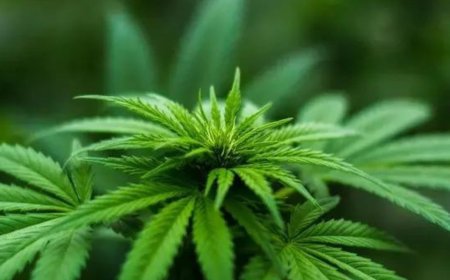 Ukraine legalises use of Marijuana to help treat trauma of war