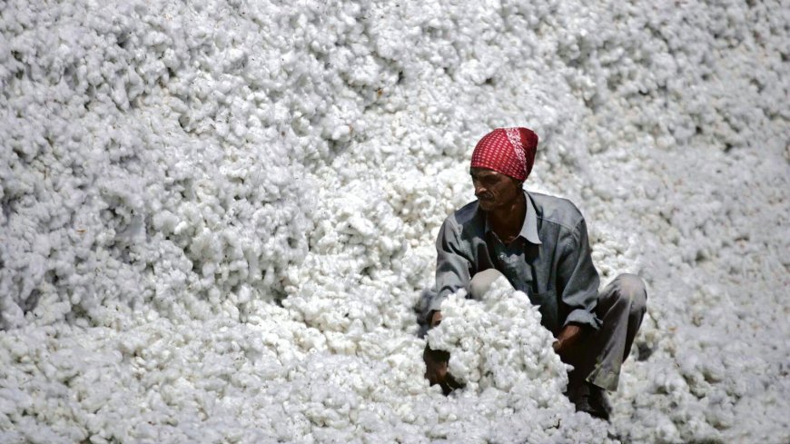 Cotton pilot scheme a hit, govt to extend it by a year