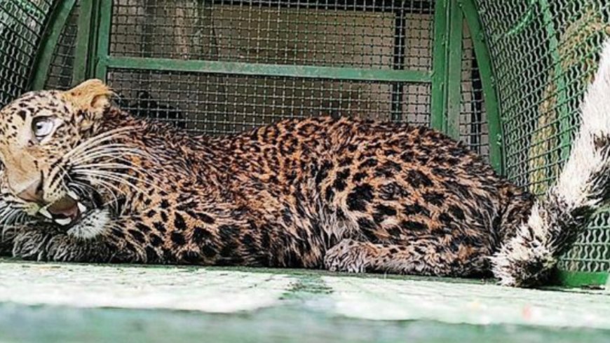 Leopard & prey in well for 6hrs, both live to purr the tale