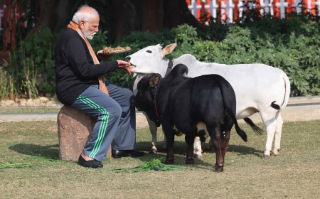 PM feeds cows at his residence on the occasion of Makar Sankranti