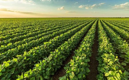 Nova Agritech IPO: Issue fully subscribed as day 1 sees rush from NIIs, retail investors; GMP steady