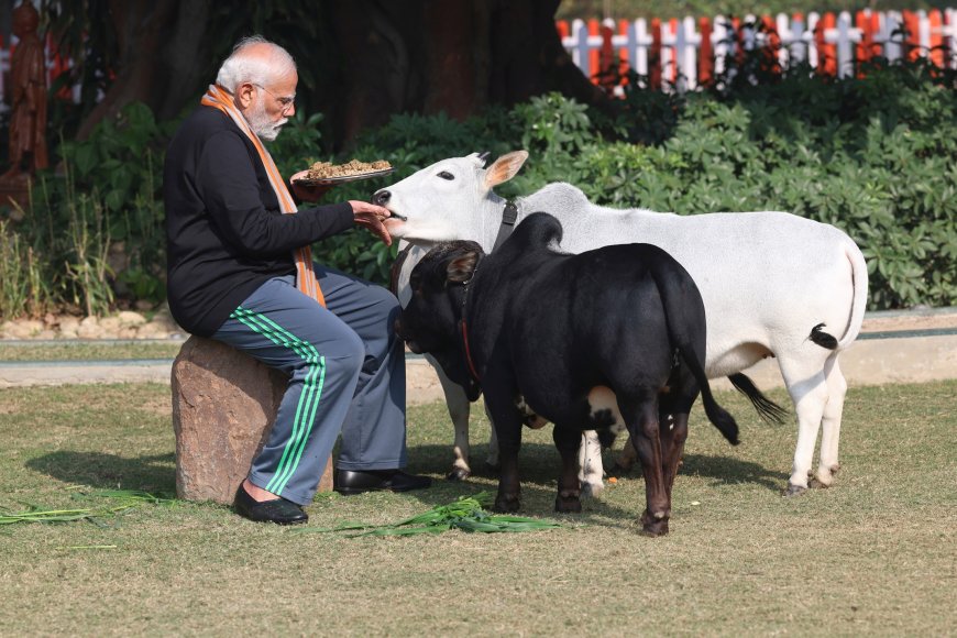 PM feeds cows at his residence on the occasion of Makar Sankranti