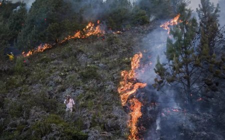 Forest fires kill 123 in Chile's worst disaster since 2010 earthquake