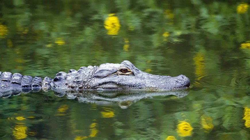 Teenager killed by crocodile as boat breaks down in Australia