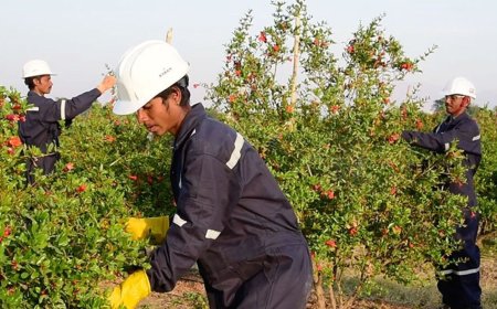TGIF Agribusiness IPO allotment to be out today; latest GMP, steps to check status