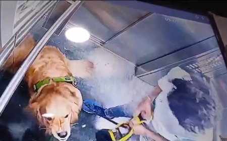 Watch: Man brutally thrashes dog inside lift; netizens in shock