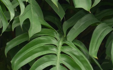 Why are people obsessed with growing Monstera?