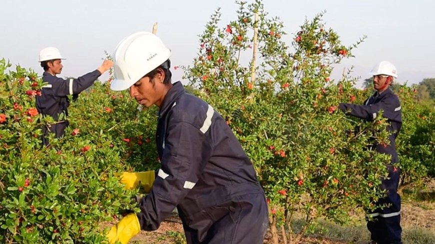 TGIF Agribusiness IPO allotment to be out today; latest GMP, steps to check status