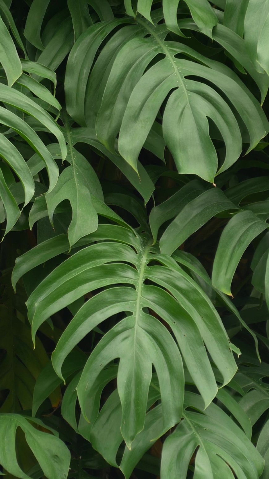 Why are people obsessed with growing Monstera?