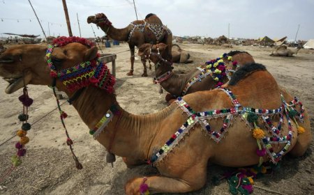 Pakistani men cut camel's leg for trespassing, post video