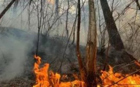 Wildfire breaks out in forest near Athens