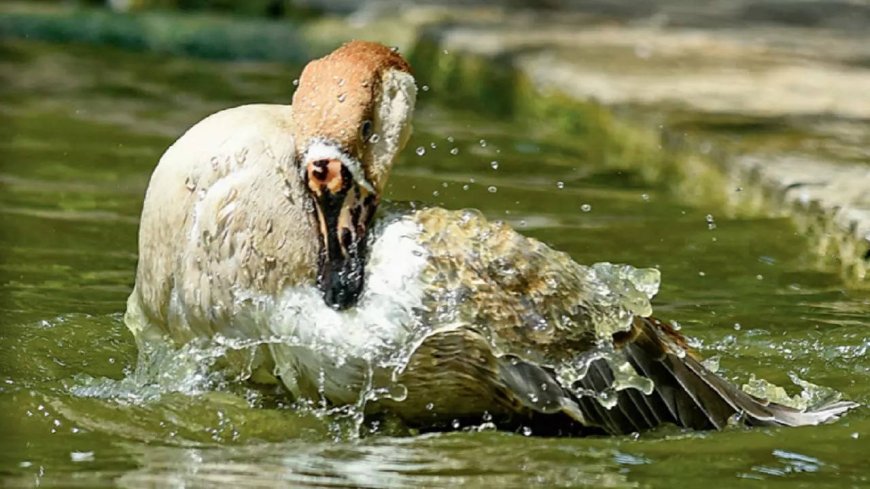 Delhi heat index hits 50°C, relief likely in 2 days, says IMD