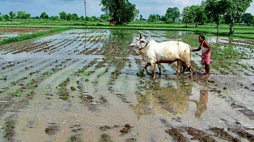 Cabinet approves increase in MSP of 14 kharif crops for 2024-25 season