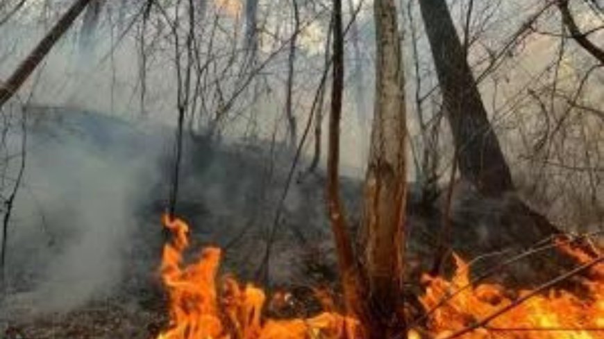 Wildfire breaks out in forest near Athens