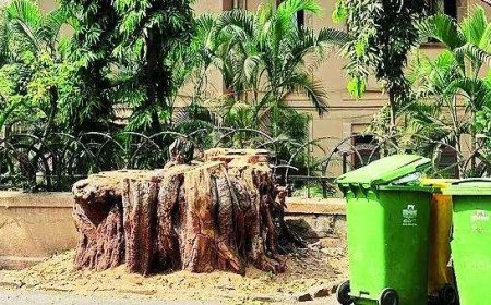 Malabar Hill residents in Mumbai allege unscientific trimming of trees