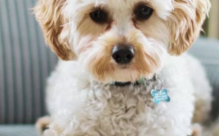 10 longest living pet dog breeds in the world