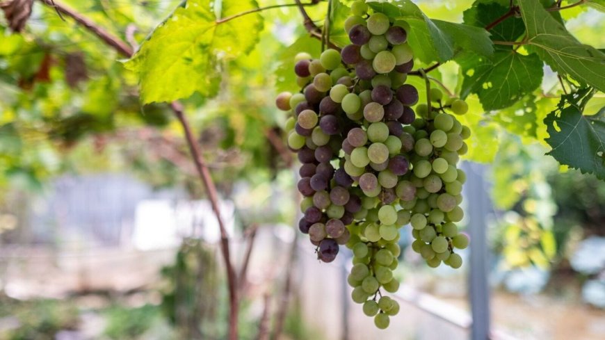 India seeks market access, VHT approval to boost grape exports to New Zealand