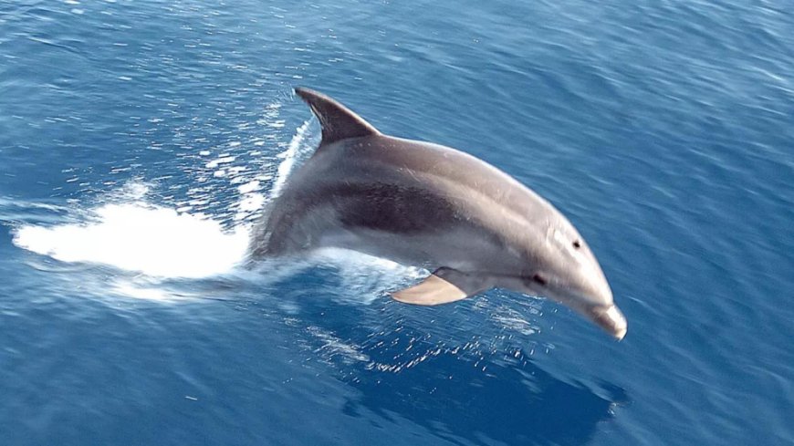 Sexually frustrated dolphin linked to 18 attacks in Japan