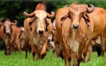 Workshop on Breed Development in India