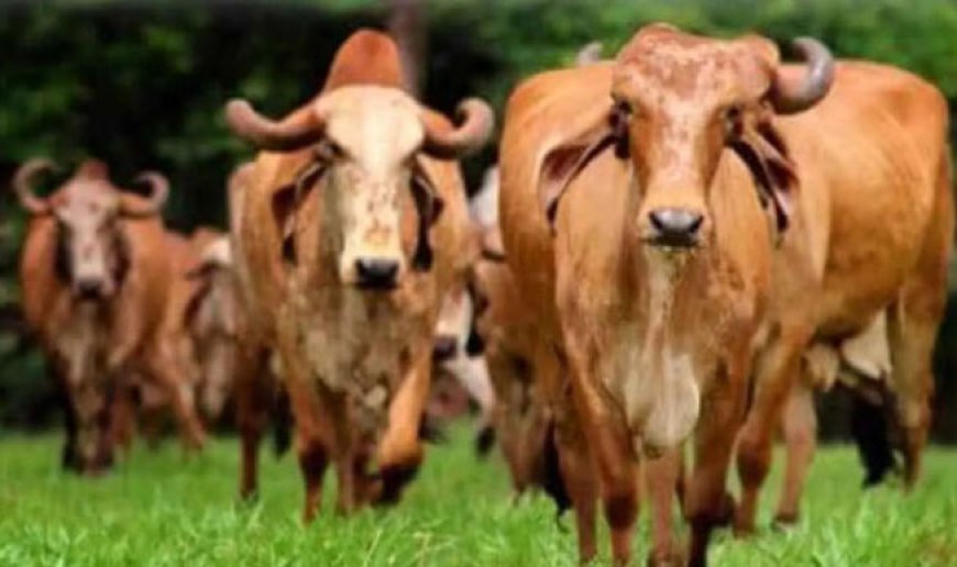 Workshop on Breed Development in India
