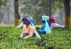 Mcleod Russell to sell 3 tea estates to repay part of debt