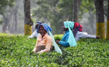Mcleod Russell to sell 3 tea estates to repay part of debt